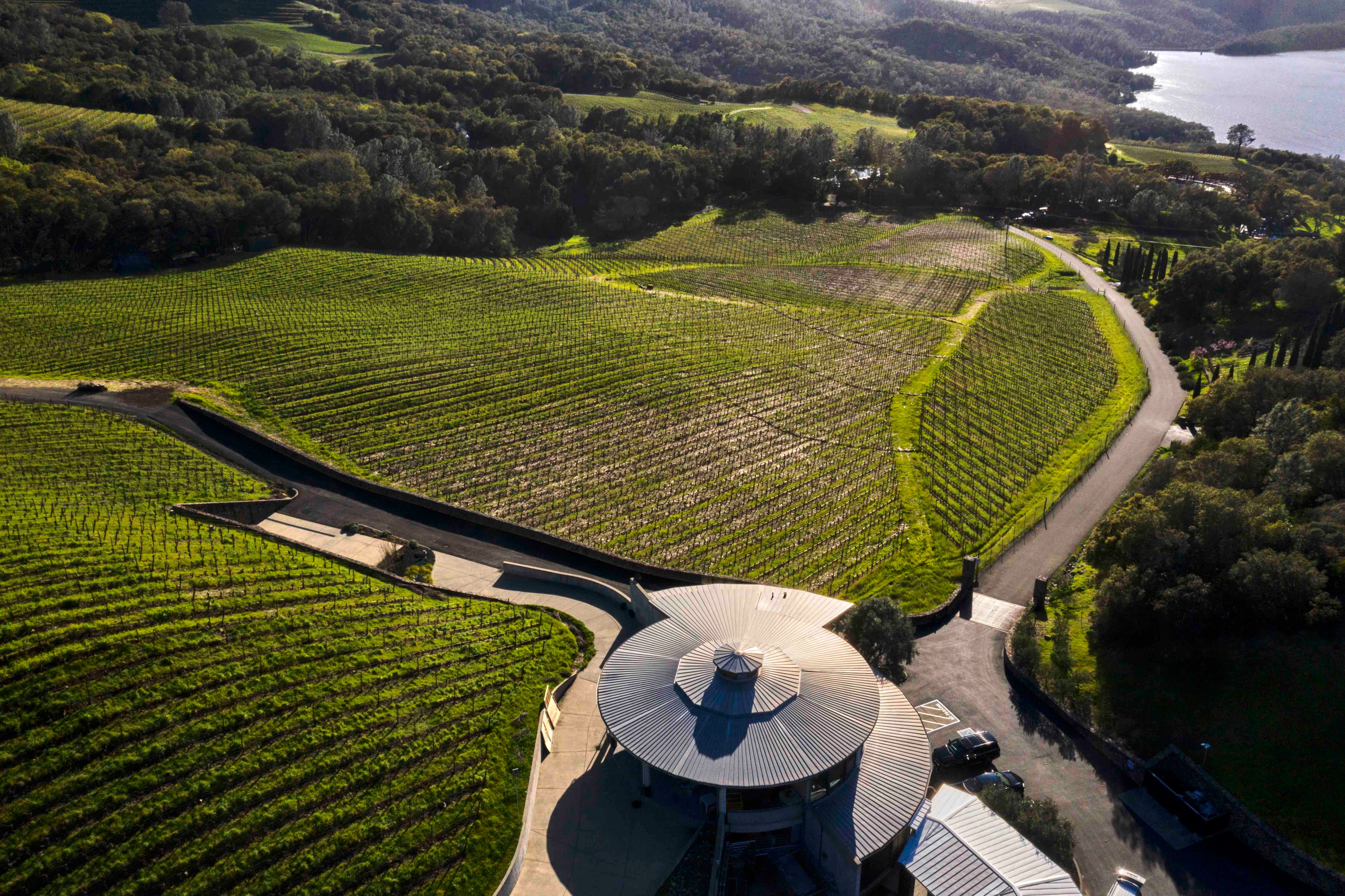 Bryant Family Vineyard