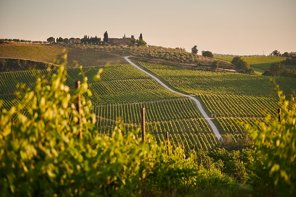 Sassicaia